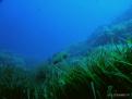 POSIDONIA Y LABRIDO