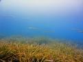 POSIDONIA Y ESPETONES ( BARRACUDAS )