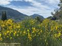 Primavera a Valldemossa