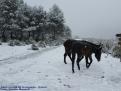 Nevada a  la Serra de Tramuntana - Cuber2