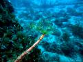 FONDO DE ROCA Y POSIDONIA