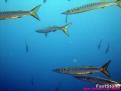 ESPETONES  ( BARRACUDAS )