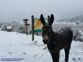 Nevada a  la Serra de Tramuntana - Cuber