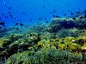 FONDO ROCOSO Y POSIDONIA