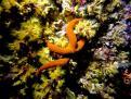 ESTRELLA ROJA Y ANEMONAS AMARILLAS