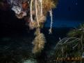 HOJAS DE POSIDONIA CON ALGAS